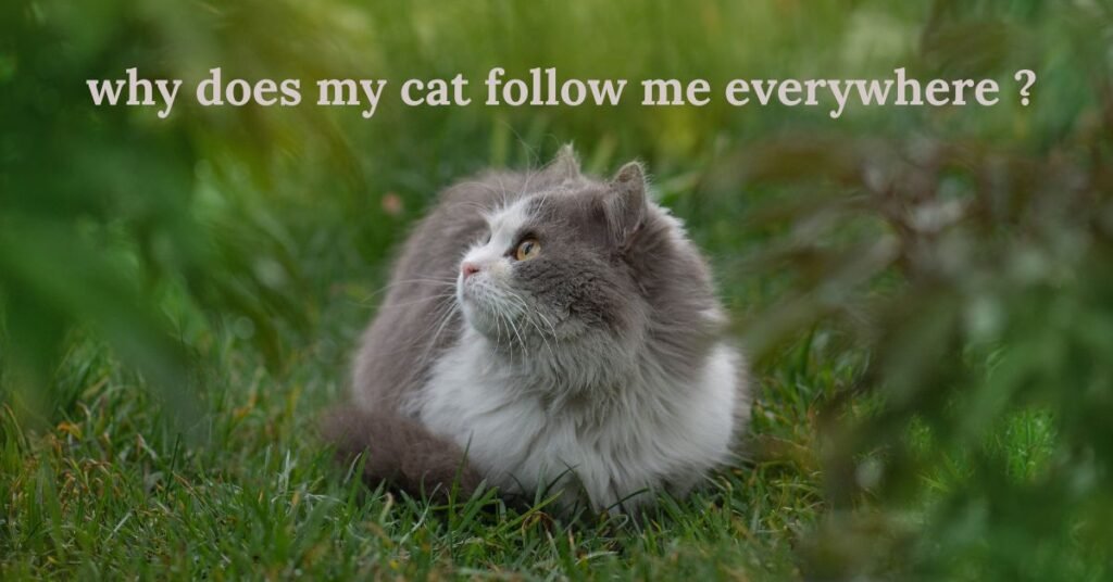 why does my cat follow me everywhere